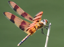 Halloween Pennant